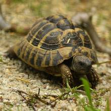 Köhlerschildkröte