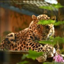 Amurleopard