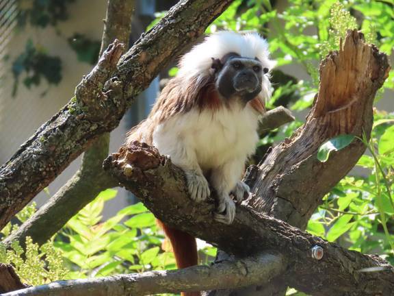 Bergzoo Halle