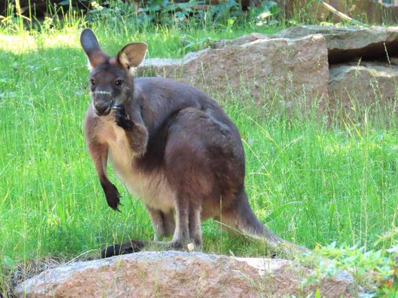 Bergzoo Halle